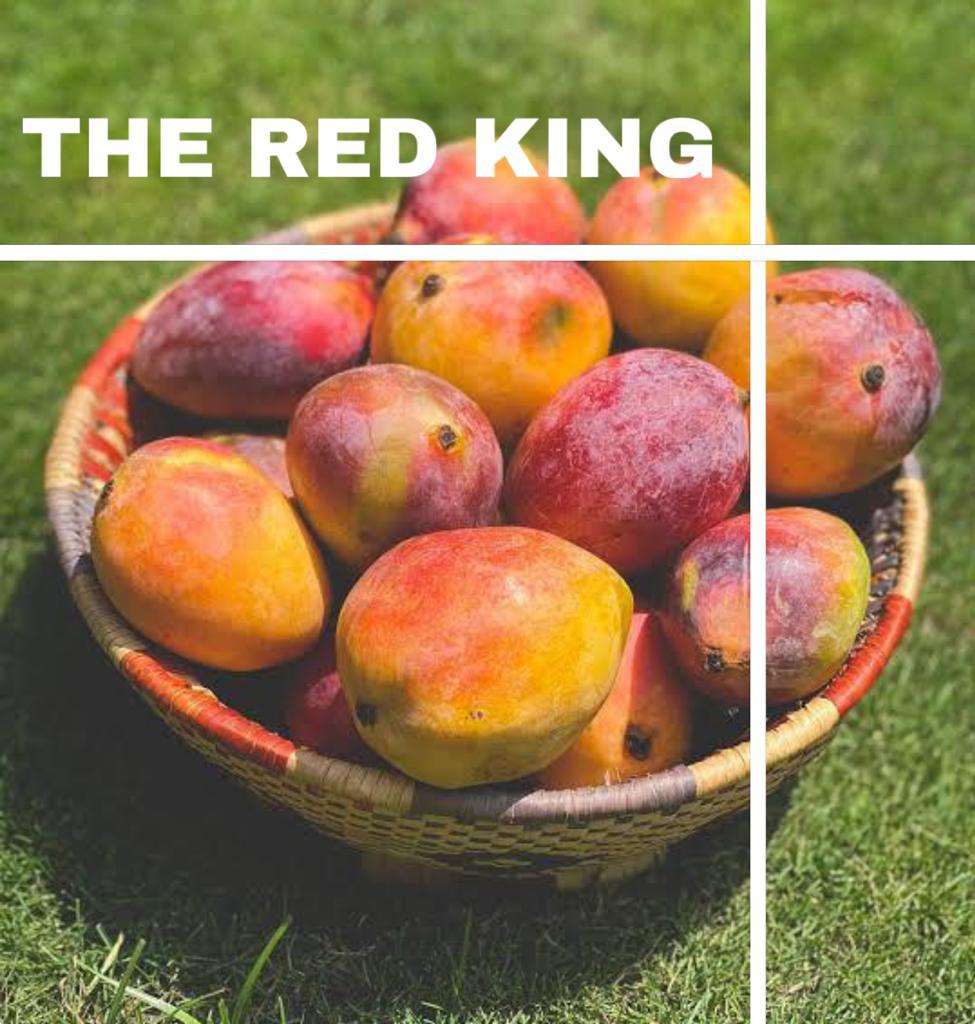 Red King Lal Badshah Mango