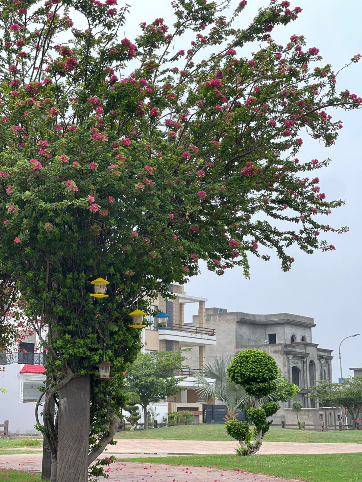 Bird Hanging Feeder (Your Sadqa e Jaaria )