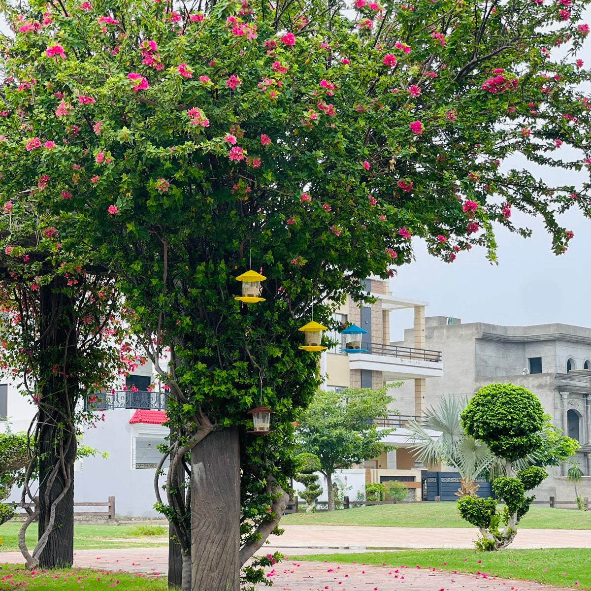 Bird Hanging Feeder (Your Sadqa e Jaaria )